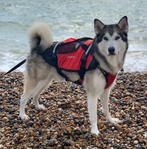 Petfloat buoyancy aids for pets, with grab handle and reflective details